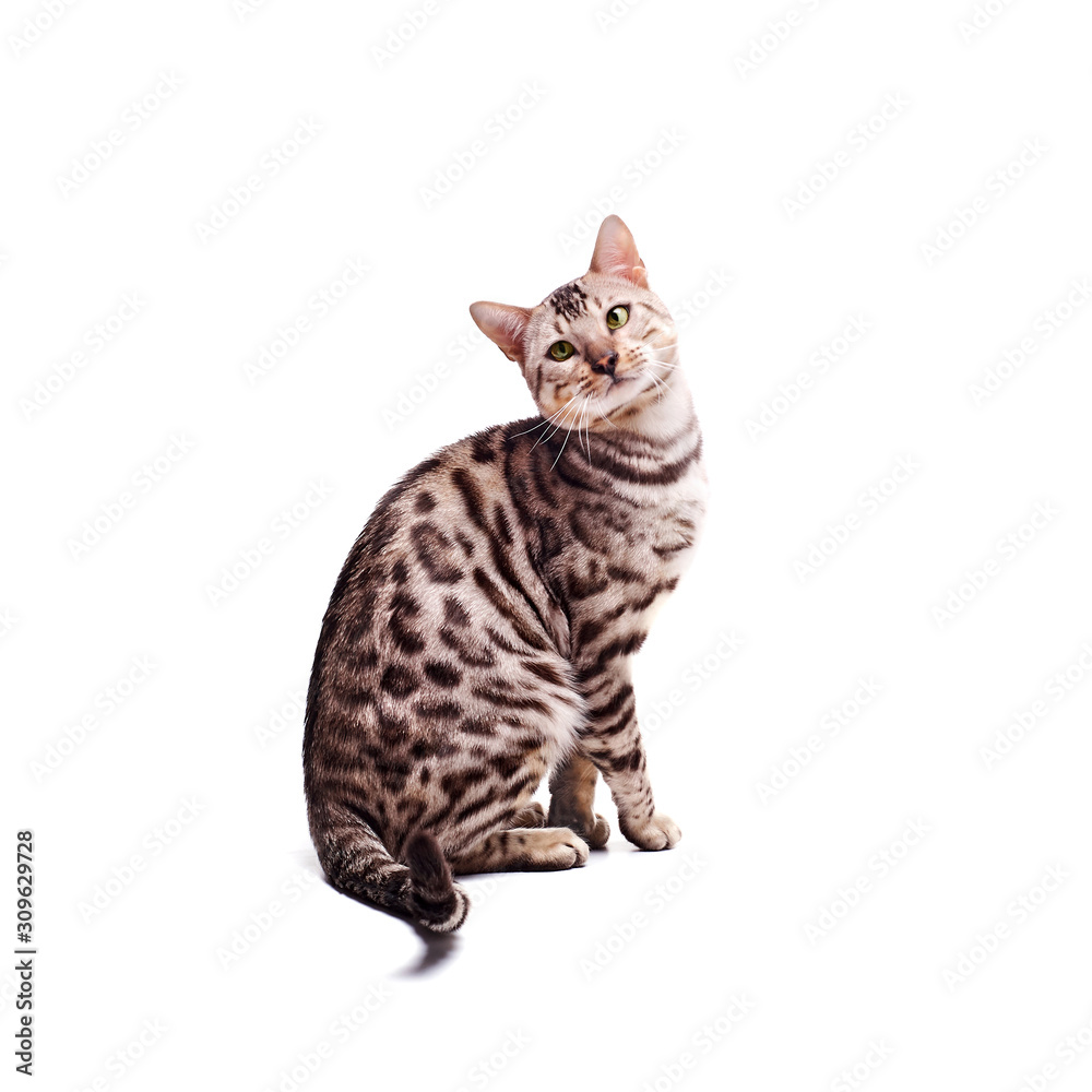 Beautiful young Bengali cat on a white background