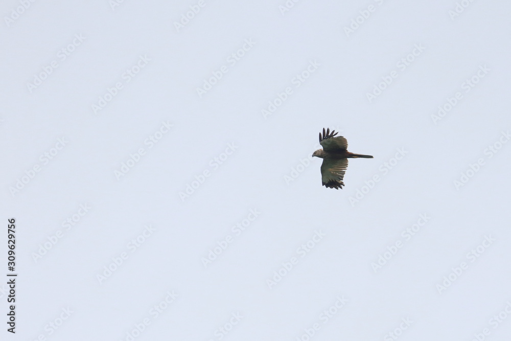 marsh harrier