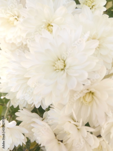 White chrysanthemums at the cottage in autumn under the sun