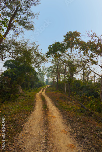 Road surrounded by trees in Kaziranga National Park  India