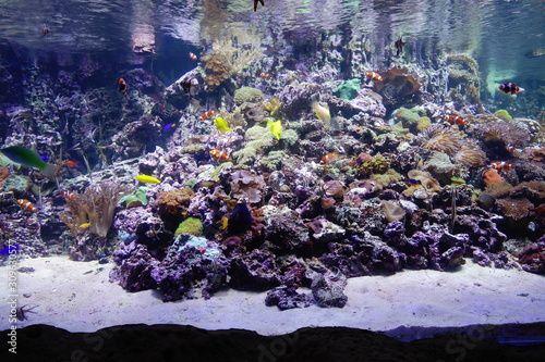 Coral reef with tropical fish in aquarim