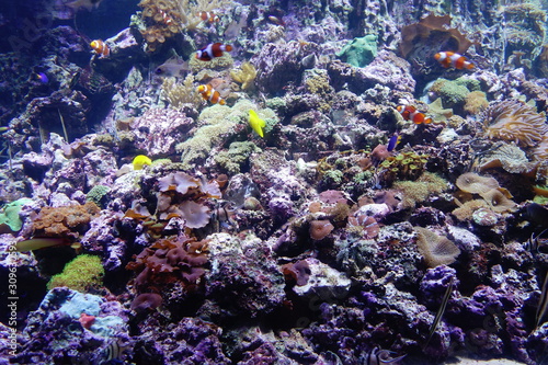 Coral reef with tropical fish in aquarium