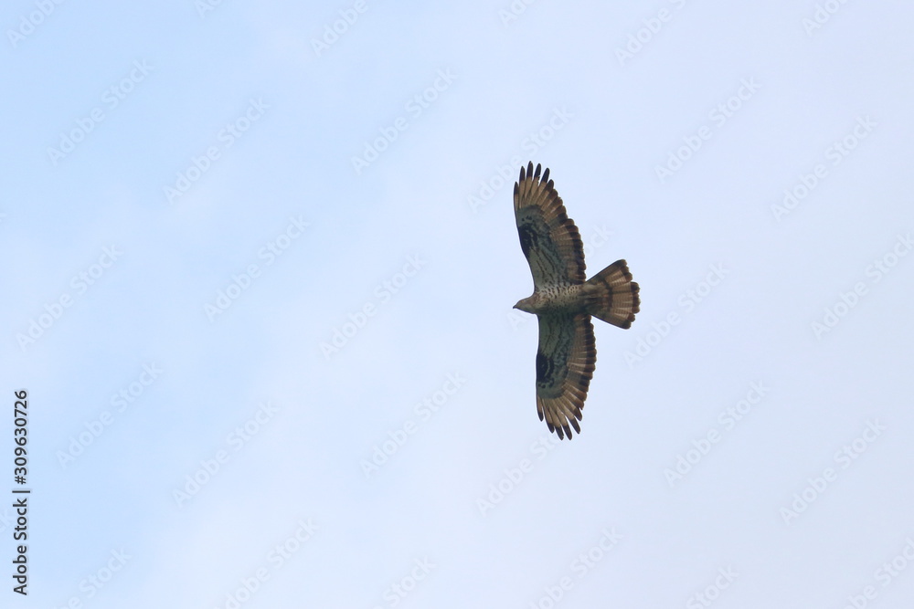 honey buzzard