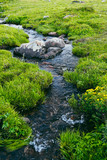 Mountain stream in green valley. Rocks and stones in swirling riverbed. Watering in pasture