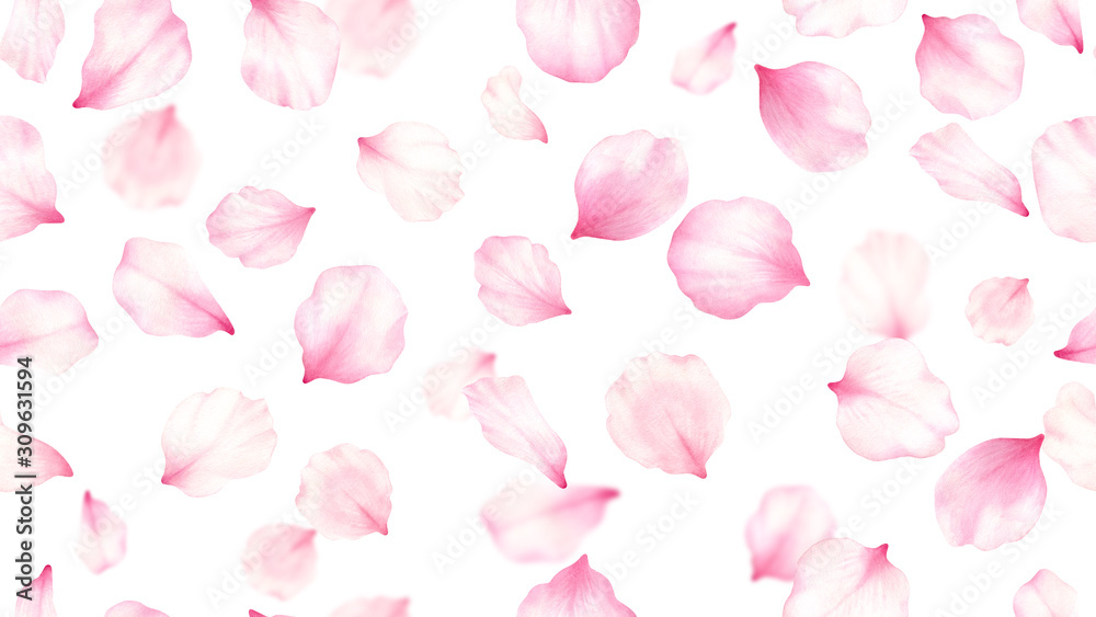 Fototapeta premium Pink rose,cherry, plum, sakura petals on white seamless background.Valentines day,wedding, mother day,japanese hanami decoration.Digital clip art.Warercolor illustration.