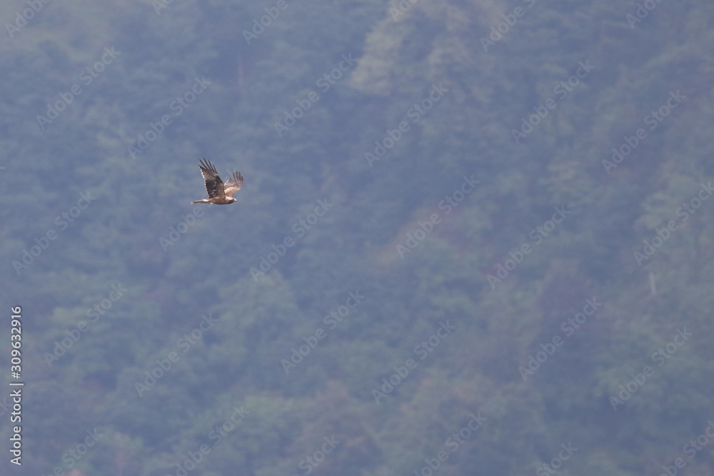 Fototapeta premium black kite