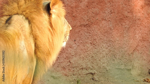Gaze of an Asian lion in forest shadow. Calmness of the King of beasts, biggest cat of the world. The most dangerous and mighty predator of the world. Square image.  closeup photography of wild animal