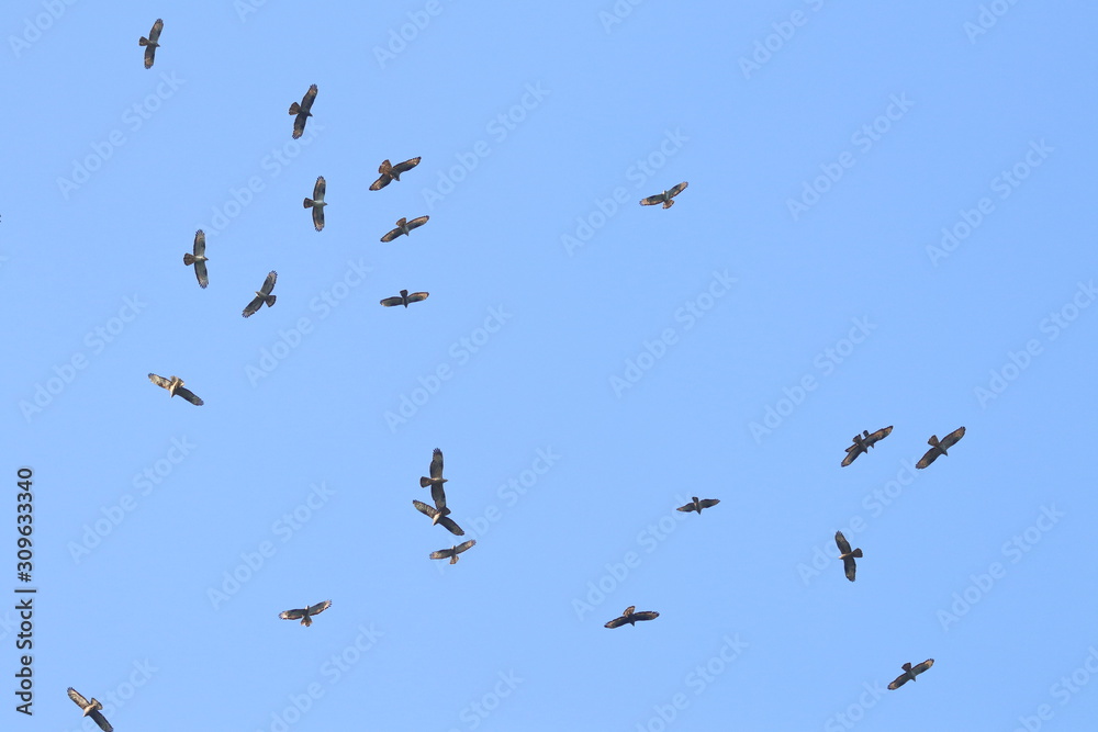 bird migration