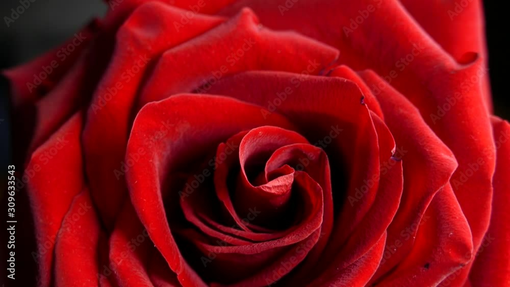 Red rose on a green background. Beautiful flower of love. Velvet red petals. Flowers close-up. Red rose on a green background. Beautiful flower of love. Velvet red petals. Flowers close-up.
