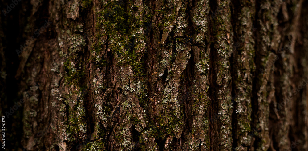 Bark tree natural floral texture background daylight Bark tree natural floral texture background daylight