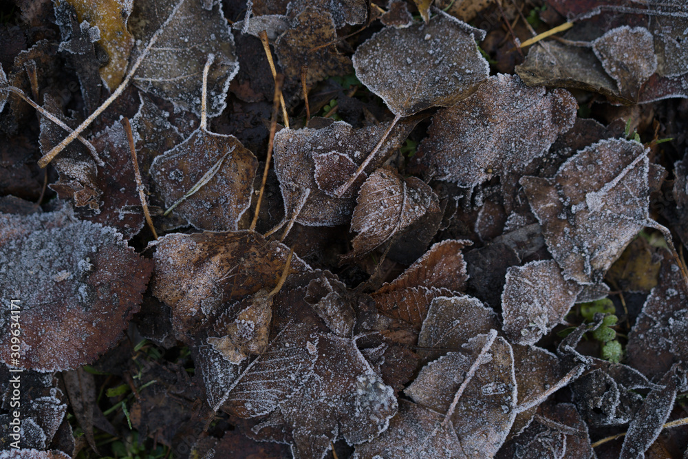 leaves in hoarfrost