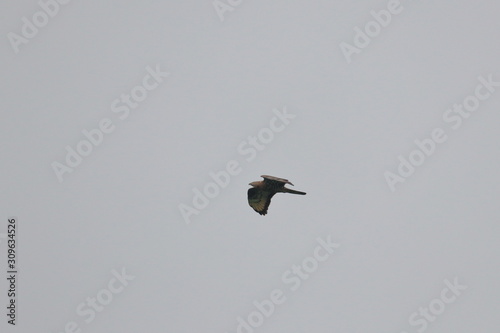 honey buzzard