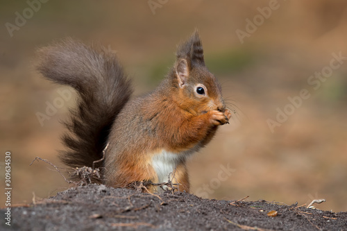 Red Squirrel on Tree © Simon Stobart