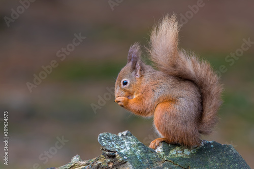 Red Squirrel on Tree