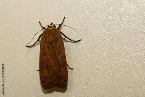 Hausmutter (Noctua pronuba) photo