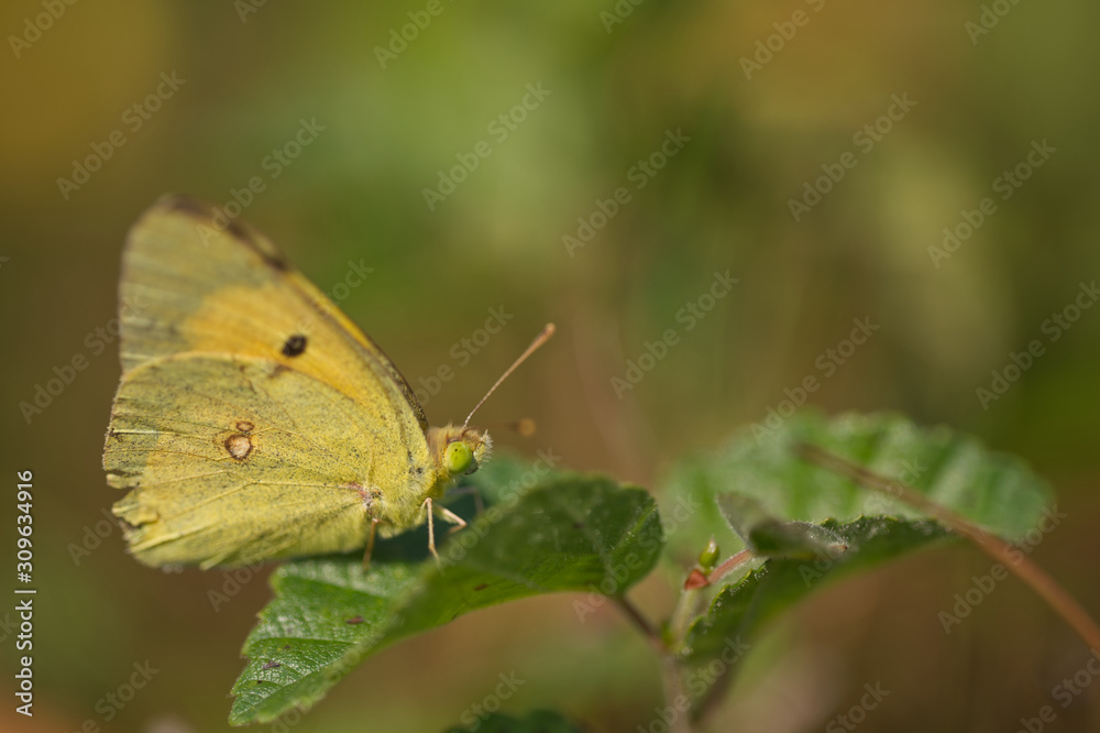 Postillon (Colias croceus) Postillon (Colias croceus)