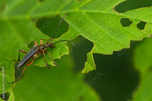 Schulterbock (Oxymirus cursor) © gebut