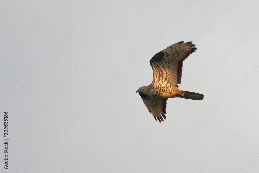 Fototapeta premium honey buzzard