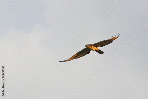 honey buzzard