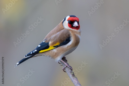 Goldfinched Perched Fototapet