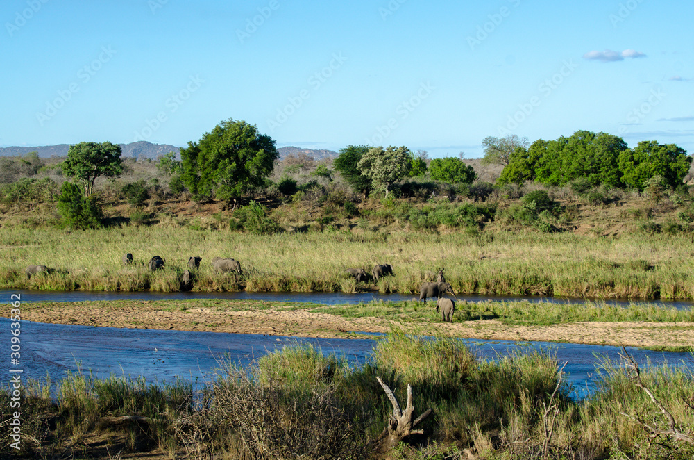 Elephant, Riviere Sabie, Parc national Kruger, Afrique du Sud Elephant, Riviere Sabie, Parc national Kruger, Afrique du Sud