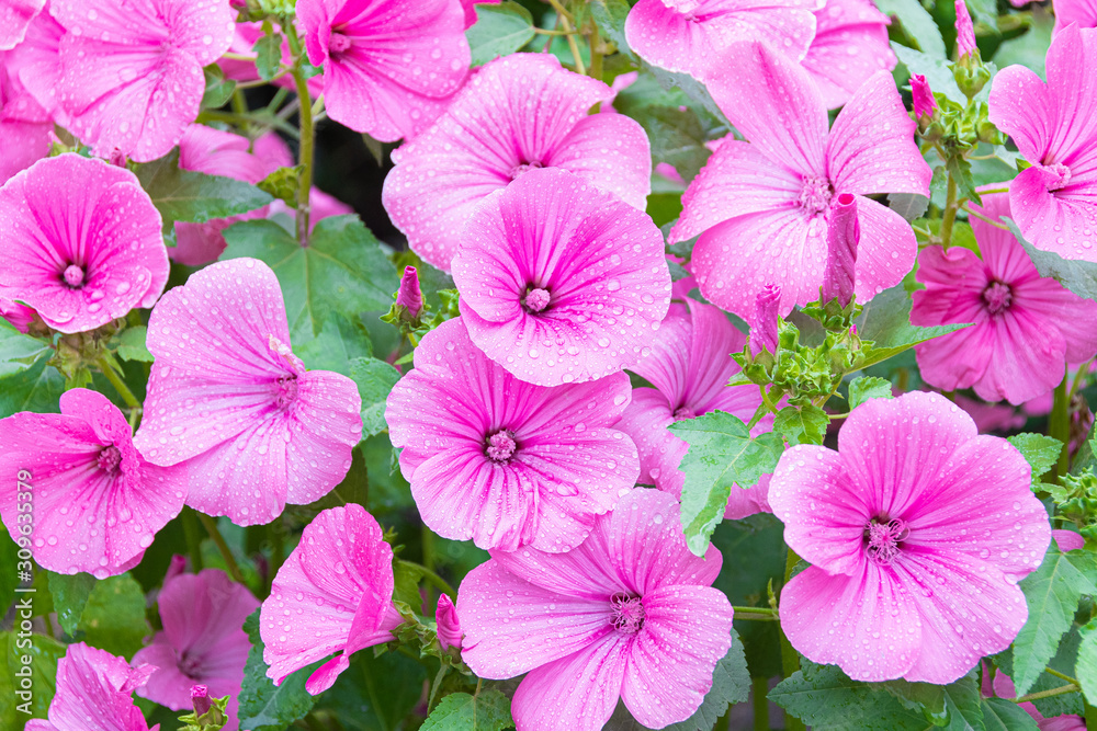 pink petunias on flower bed in garden on sunny summer day