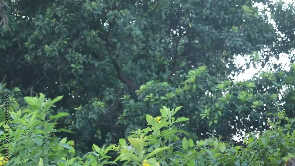 Selective Focus On Foreground Green Leaves With Blurred Background Showing Motion Of Leaves Of Tree Due To Wind For Background Selective Focus On Foreground Green Leaves With Blurred Background Showing Motion Of Leaves Of Tree Due To Wind For Background