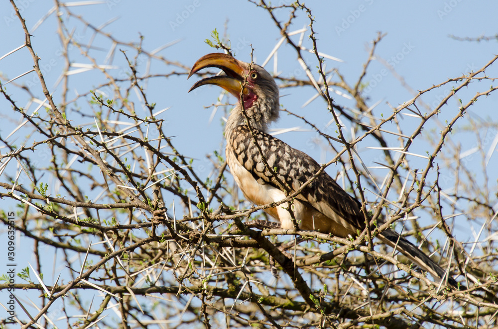 Calao leucomèle,.Tockus leucomelas, Southern Yellow billed Hornbill, Afrique du Sud Calao leucomèle,.Tockus leucomelas, Southern Yellow billed Hornbill, Afrique du Sud