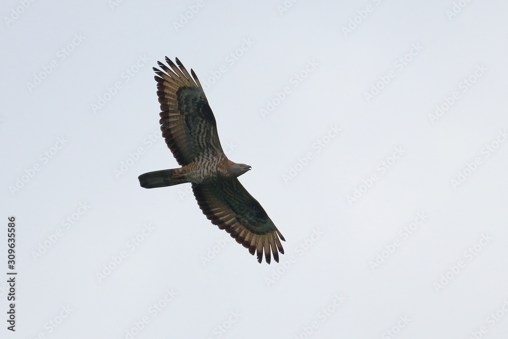 Fototapeta premium honey buzzard