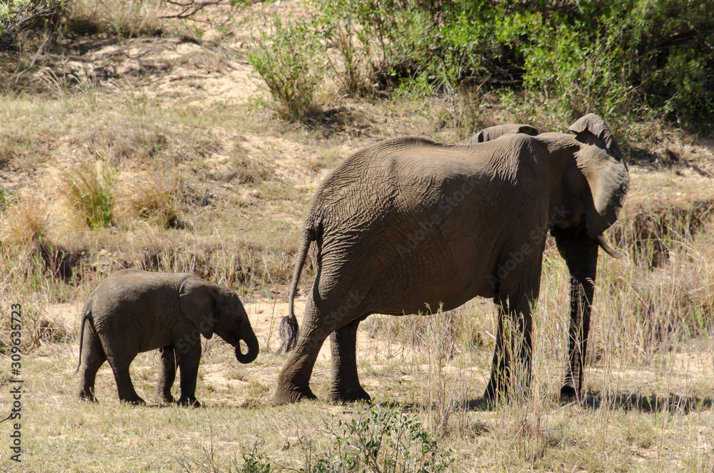 Fototapeta premium Eléphant d'Afrique, Loxodonta africana, Parc national Kruger, Afrique du Sud