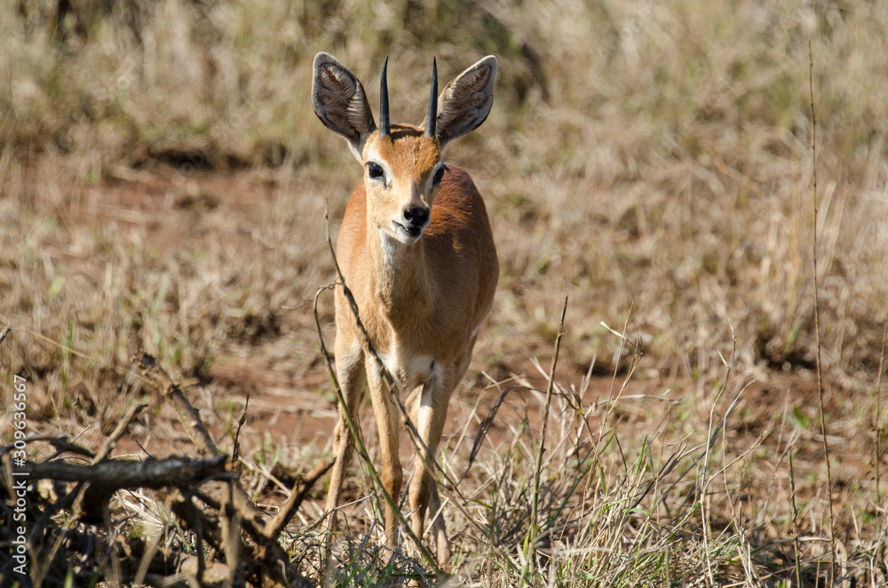 Steinbock, Raphicerus campestris, Parc national Kruger, Afrique du Sud Steinbock, Raphicerus campestris, Parc national Kruger, Afrique du Sud