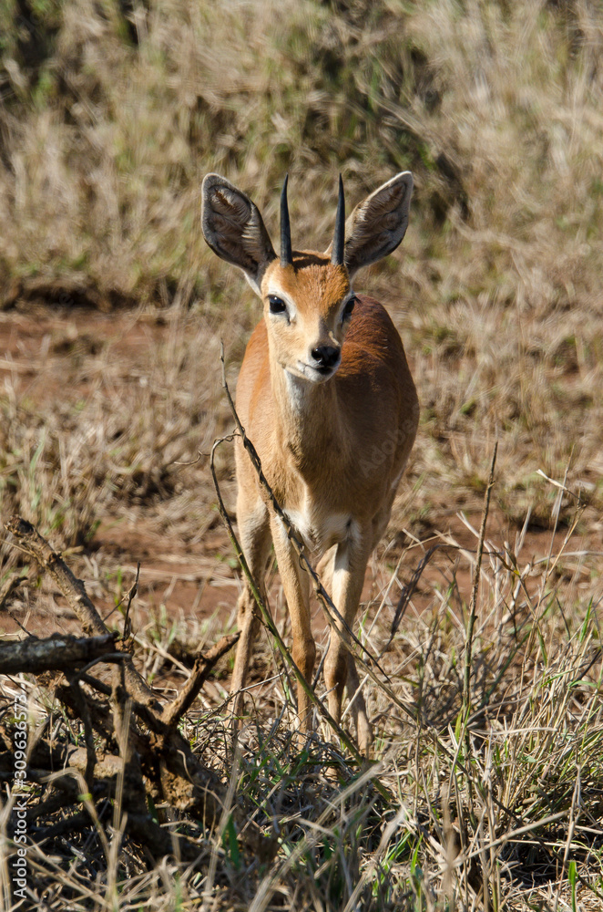 Steinbock, Raphicerus campestris, Parc national Kruger, Afrique du Sud Steinbock, Raphicerus campestris, Parc national Kruger, Afrique du Sud