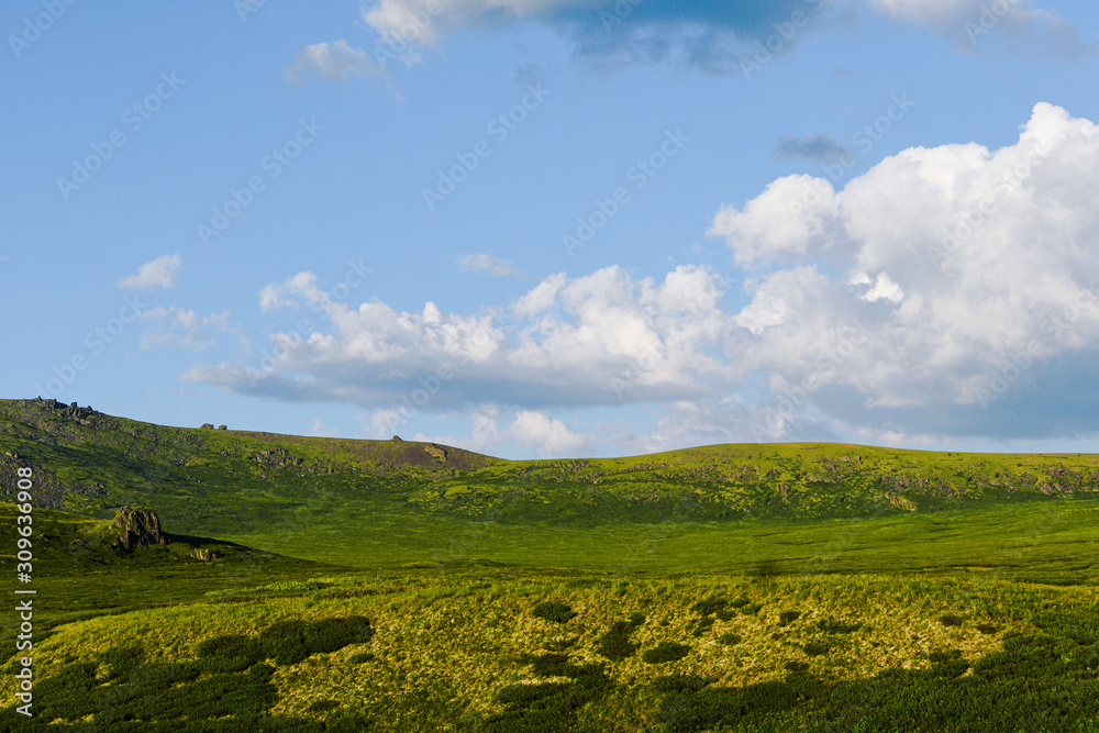 Fototapeta premium gentle hills, green meadow under sky. Agricultural pasture for cattle