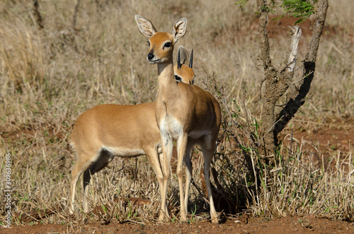 Steinbock  Raphicerus campestris  Parc national Kruger  Afrique du Sud