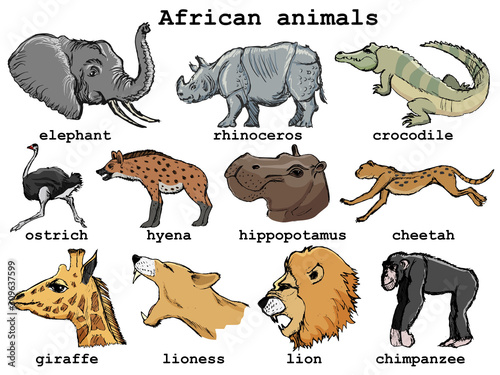 Set of African animals photo