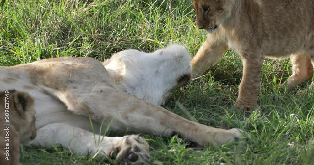 Lion cubs are playing with adult lioness Lion cubs are playing with adult lioness