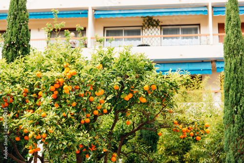 des orangers dans le sud de la France photo