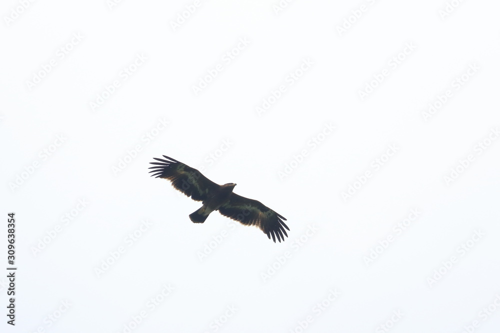steppe eagle