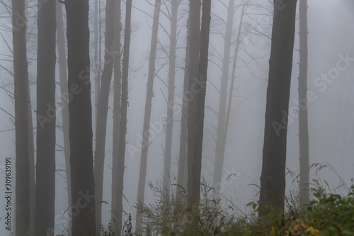mystical forest in haze  tree trunks in morning fog  mysterious crime scene  smoke in forest fire