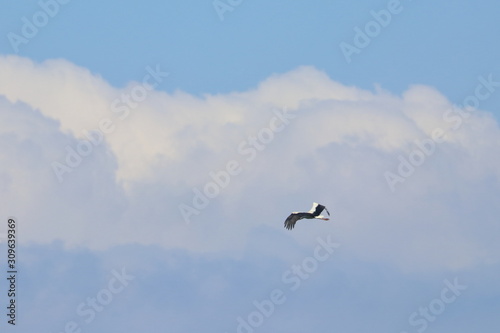 white stork