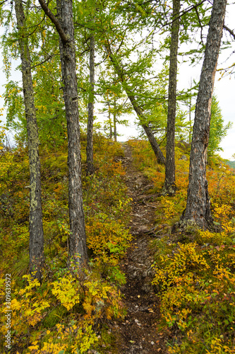 grove of conifers on hillside, hiking in forest of larch, tourist trip to nature