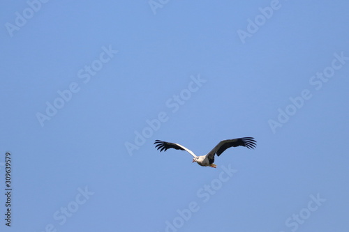 white stork