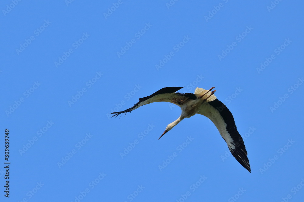 Obraz premium white stork