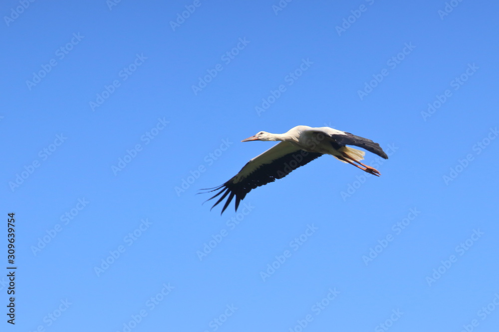 Obraz premium white stork