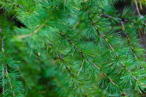 green branch of larch with needles on summer day