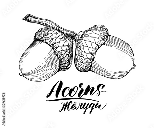 Vector ink sketch drawing of acorns.