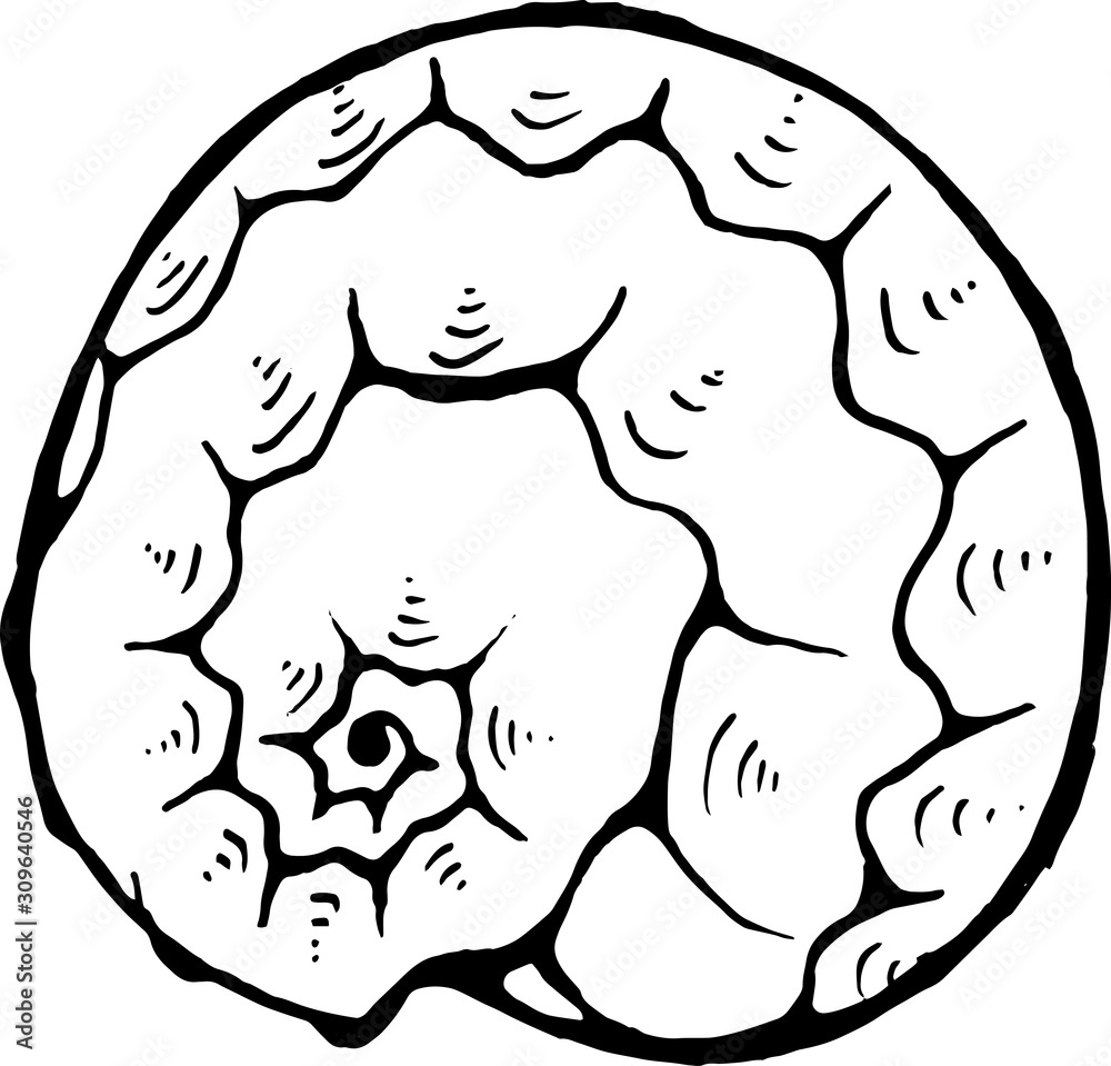 Sea animal drawing. Ancient marine spiral. Tattoo idea.