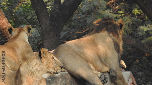 Photography lion looking regal standing, closeup photography of wild animal lion, Strong Looking Wild East African Lion, the jungle king in Nature,Lion king isolated with closeup