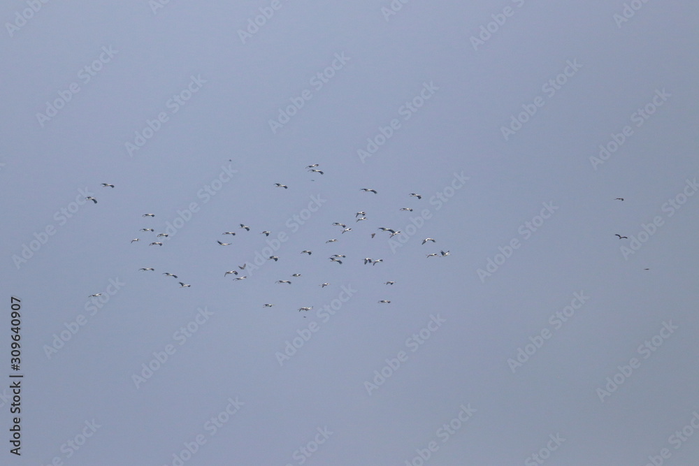 Obraz premium white stork