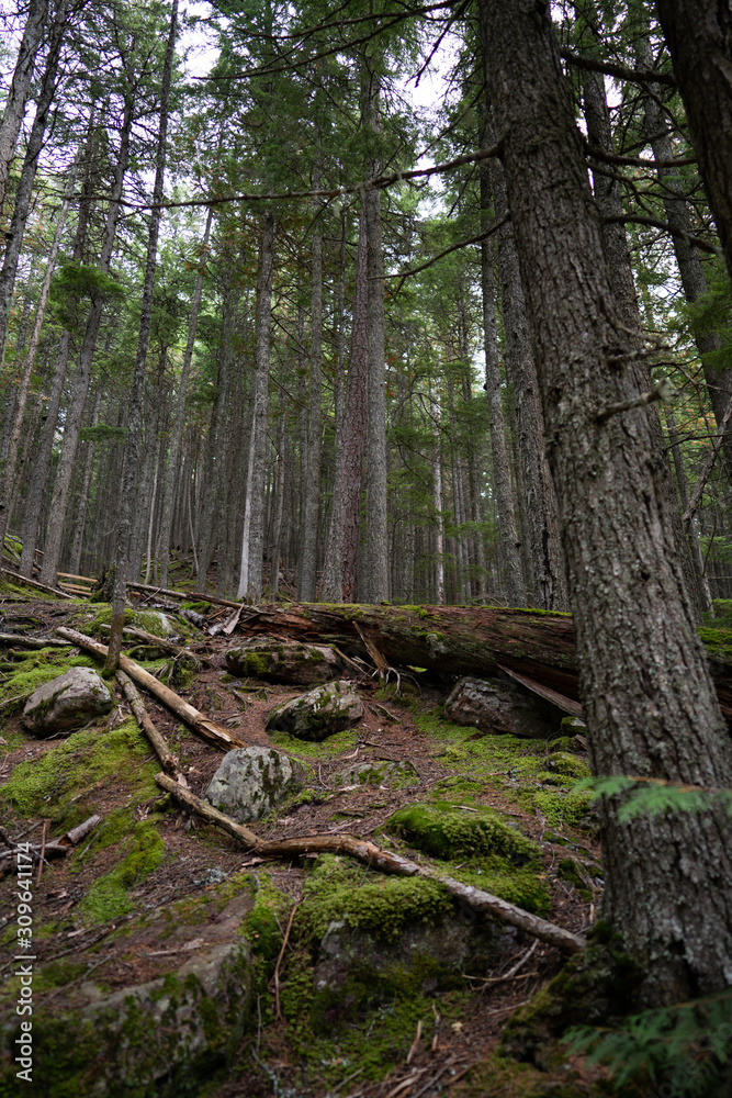 Forests on a gloomy day Forests on a gloomy day